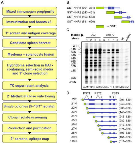 Figure 1 Monoclonal antibody production strategy and screening of polyclonal sera.
