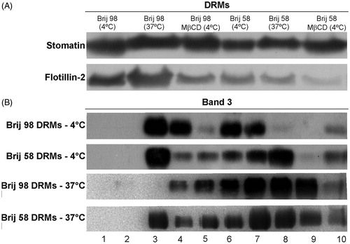 Figure 2. (A) Western blot of the raft markers stomatin and flotillin-2 present in DRM fractions obtained from intact (at 4 °C and 37 °C) and cholesterol-depleted (MβCD, at 4 °C) erythrocytes treated with Brij 98 and Brij 58. (B) Western blot of band 3 present in 10 fractions (from top to bottom, 1–10) obtained at 4 °C and 37 °C. Results are representative of three independent experiments.