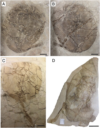 FIGURE 3. Arechia crassicaudata (Blainville, Citation1818) from the Monte Postale site of the Bolca Lagerstätte. A, B, MCSNV T.317/318, part and counterpart; C, MCSNV VII.B.84/85, part and counterpart; D, NHMW 1853-0027-0005. Scale bars equal 100 mm.
