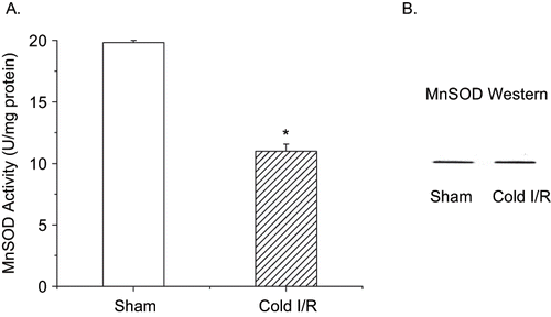 Figure 3 A: MnSOD activity of renal homogenates using the cytochrome c reduction method from rats exposed to cold I/R (40 min cold preservation  +  18 hr reperfusion). Values are expressed as mean ± SEM, n  =  5. *p < 0.05 compared with sham-operated rats. B: MnSOD Western blot analysis of identical renal homogenates used in panel A. Renal proteins (25 μg) were separated on a 12% SDS-PAGE and blotted with a MnSOD polyclonal antibody (Upstate Biotechnology 1:1000). Blot is representative of three separate experiments.