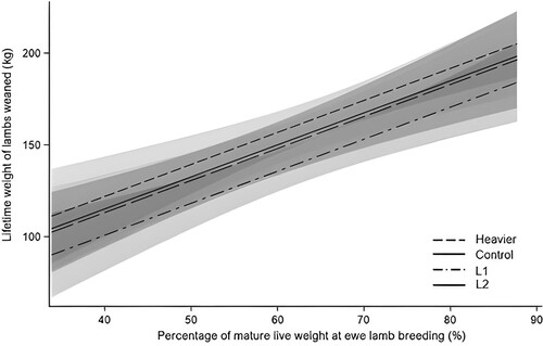 Figure 6. Lifetime weight of lamb weaned of ewes in Heavier n = 116, Control n = 115, L1 n = 105, L2 n = 62 treatments in relation to the percentage of mature live weight at breeding as a ewe lamb (d209). Predictions and 95% confidence intervals are shown in grey. Heavier: ewes born as twins to mixed-age ewes and grown to 48 kg by d209; Control: ewes born as twins to mixed-age ewes and grown to 44 kg by d209; L1: ewes born to ewe lambs as singletons; L2: ewes born to ewe lambs as twins; only ewes with recorded live weights at d209 and breeding at four years of age (d1251) were included, irrespective of whether they were bred as ewe lambs.