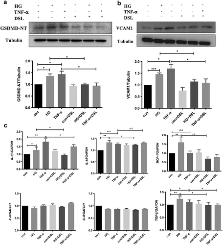 Figure 9. DSL inhibited HG-induced HK-2 cell pyroptosis, VCAM1 expression and inflammation. (a) Western blot detected the expression of GSDMD-NT and VCAM1. n = 4. (b) Quantitative reverse-transcription PCR of IL-1β, IL-18, MCP-1, TGF-β1 in HK-2 cells. n = 4. Data are means ± SEM. *P < 0.05, **P < 0.01, ***P < 0.001