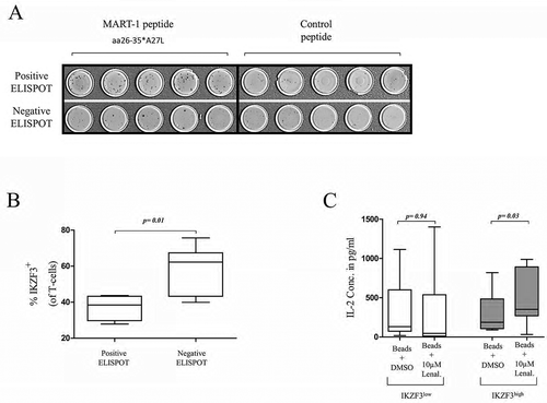 Figure 3. The effect of IKZF3 expression on immune functionality and response to lenalidomide. Representative ELISPOTs from two patients with MMIII with a positive specific T-cell response against the MART-1aa26-35*A27L peptide (above) or with a negative T-cell response (below).Percentages of IKZF3+ T-cells from patients with positive or negative ELISPOTs.IL-2 concentrations measured by ELISA using T-cells collected from 14 MMIII patients who were previously categorized into the IKZF3high and IKZF3low subgroups; the cells were incubated with CD3/CD28 activation beads and 10 µM lenalidomide or DMSO as a control. D, E) Flow cytometry analysis of the percentage of CD8+CD28− regulatory T-cells and CD8+CD45RA+ T-cells (compared to total CD8+ T-cells) from IKZF3high or IKZF3low MMIII patients before and after lenalidomide-based induction therapy.F) Flow cytometry analysis of the percentage of CD4+CD25+ regulatory T-cells in IKZF3high or IKZF3low MMIII patients.