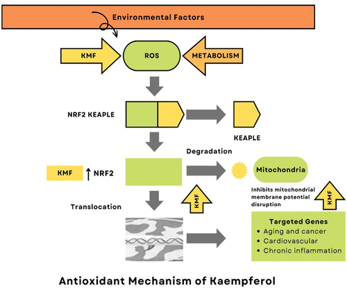 Figure 2. Antioxidant mechanism of kaempferol.
