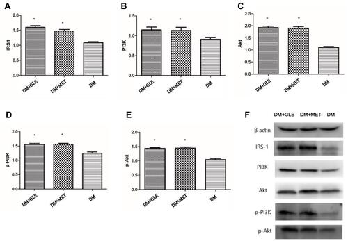 Figure 2 Effects of GLE on the expression levels of IRS-1, PI3K, Akt, p-PI3K and p-Akt proteins in livers of diabetic KK-Ay mice. (A) IRS-1. (B) PI3K. (C) Akt. (D) p-PI3K. (E) p-Akt. (F) Representative images for Western blots. *P < 0.05 vs DM group.