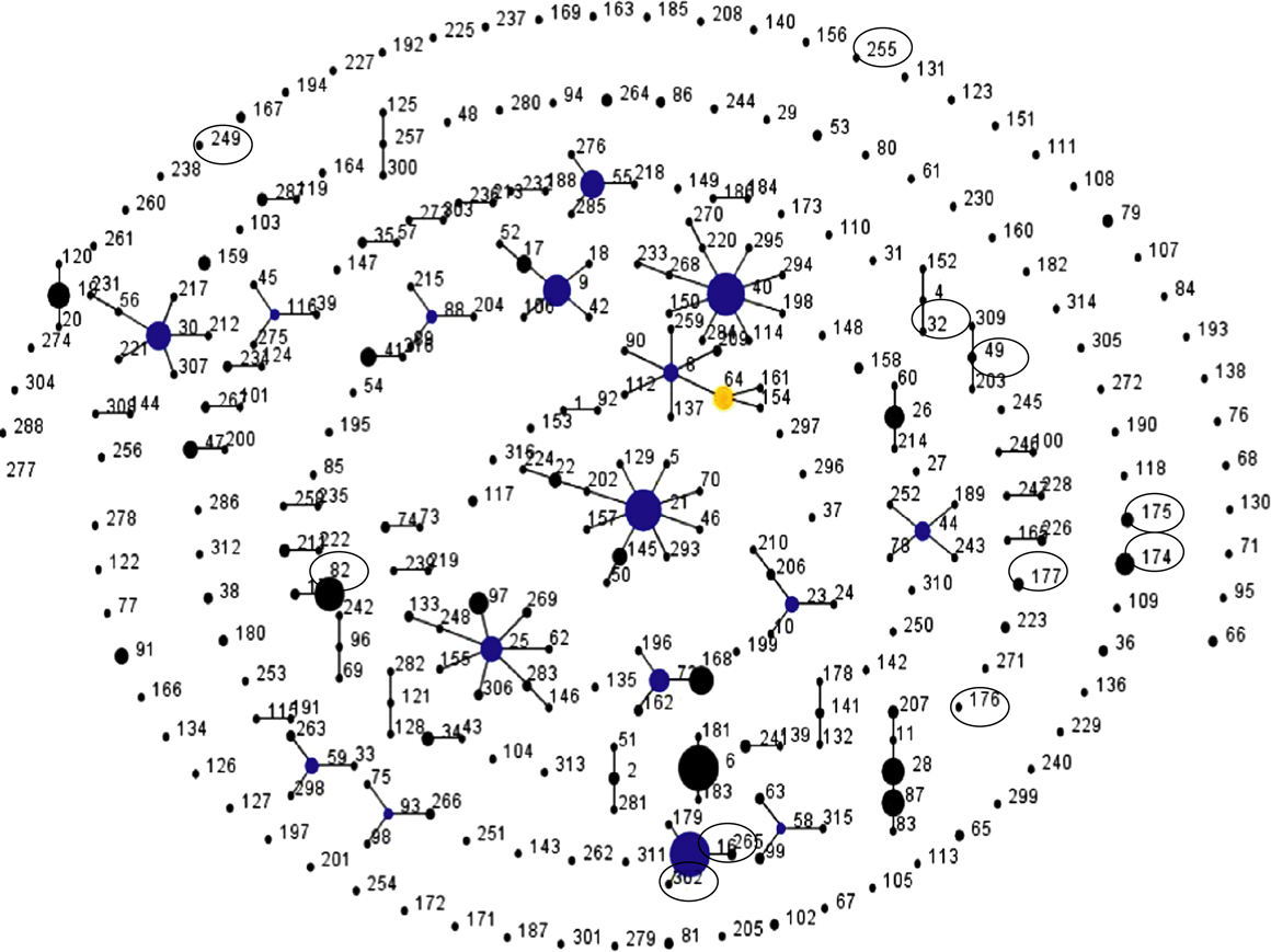 Figure 3.  Population snapshot of all STs included in the MLST database for E. faecalis using the eBurst program. Each ST is represented as a node with a number (the ST number); the relative size of each node is indicative of its prevalence among the isolates in the MLST database. Black lines connect single locus variants (STs that differ in only one of the seven housekeeping genes). Clusters of linked STs correspond to clonal complexes. Primary founders (blue) are positioned centrally in the cluster, and subgroup founders are shown in yellow. STs encircled in figure are STs isolated from poultry identified in the present study. Among the STs identified in the present study, only ST16 and ST302 belong to the same clonal complex. (ST325 was not yet included in the E. faecalis eBurst MLST-based database at the time of submitting this paper.)