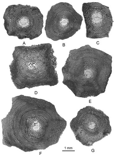 Figure 23. A–G, Lepidocyclina ocalana Cushman. Nepionts of megalospheric individuals. A, CA-216-E3(7a); B, CA-216-E3(7b); C, CA-216-F3(3b); D, P-559 (513); E, CA-216-F3(3a); F,CA-216-E3(12); G, CA-216-F3(3c). Blanco Formation (CA-216); Jicotea Formation (P-559).