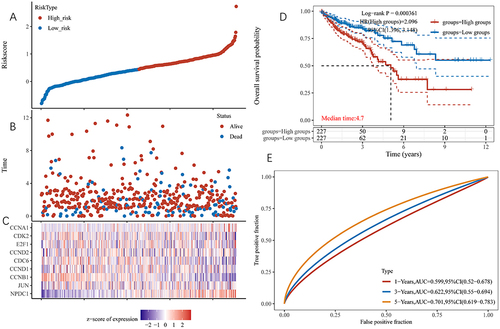 Figure 5 Prognostic value of neural proliferation differentiation and control-1 and its associated genes in patients with colon cancer. (A) Risk score curves; (B) Scatter plot distribution of survival time and survival status corresponding to different sample Riskscore; (C) Heat map of prognostic gene expression in high and low risk groups; (D) Kaplan-Meier survival curves of target genes; (E) Receiver operating characteristic curves of target gene models. The higher area values under the receiver operating characteristic curve correspond to higher predictive power.