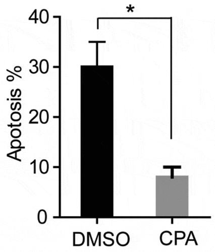 Figure 6. CPA treatment of PCOS ovarian granulosa cells to detect its apoptosis. PCOS cells were treated with KAAD-cyclopamine (CPA, 1um) 24 h later to detect the apoptosis, and then compared with the control group (DMSO). * p < 0.05