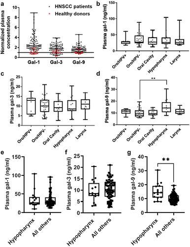 Figure 1. Overall distribution and distribution by tumor categories of gal-1, −3 and −9 concentrations in plasma samples from 83 HNSCC patients. A Overall distribution in all samples of the cohort and comparison with healthy donors. Plasma concentrations of galectins were determined by ELISA as explained in the Materials and Methods section. Values obtained for patients and healthy donors are shown as black and red dots, respectively. For gal-1, we had 15 measurements made in samples from 5 donors (lowest and highest concentrations 7.44 and 22.81 ng/ml, respectively; median: 11.64 ng/ml). For gal-3, we had 13 measurements made in samples from 5 donors (lowest and highest concentrations 1.51 and 8.70 ng/ml, respectively; median: 5.33 ng/ml). For gal-9, we had 13 measurements in samples from 4 donors (lowest and highest concentrations 4.28 and 13.39 ng/ml, respectively; median 6.57 ng/ml). For both patients and healthy donors, concentrations were normalized on the median concentration of the healthy donors. Fifty eight out of 83 patients, 50/83 and 19/83 patients had plasma concentrations above the highest value recorded in healthy donors for gal-1, gal-3 and gal-9 respectively. b, c and d Comparison of plasma galectin concentrations for five tumor categories: oropharyngeal (oro) HPV-pos and neg, oral cavity, hypopharynx, larynx. Kruskal-Wallis tests: gal-1: p = .88; gal-3: p = .79; gal-9: p = .018. For gal-9, all possible pairwise comparisons were tested using the Dunn’s multiple comparisons test. The only significant difference regarding the distribution of plasma gal-9 concentrations was between hypopharynx and HPV-neg oropharynx carcinomas (**p = .012). e, f and g Comparison of plasma galectin concentrations recorded for hypopharyngeal carcinomas versus the four other categories taken as a single group. In accordance with data presented in B, C and D, the difference is statistically significant only for gal-9 (Mann–Whitney test: gal-1: p = .93; gal-3: p = .46; gal-9: p = .0020).