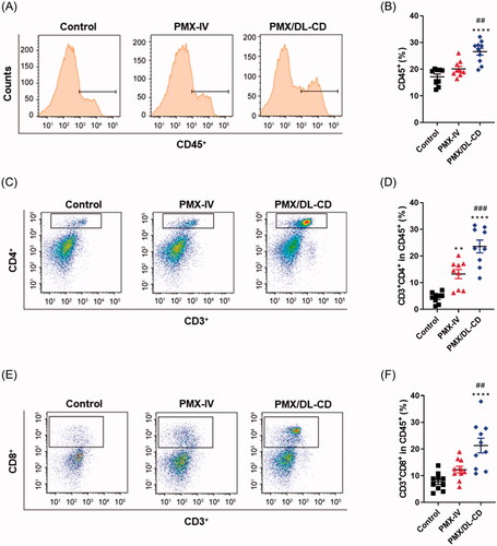 Figure 4. (A) Evaluation of total lymphocyte-tumor infiltration using flow cytometry and (B) quantification thereof in the control, MTD, and MCT groups. (C) Characterization of CD45+CD3+CD4+ T cells using flow cytometry and (D) quantification thereof. (E) Gating of CD45+CD3+CD8+ T cells using flow cytometry and (F) quantification thereof. All values are means ± SEMs (n = 5). **p < .01, and ****p < .0001 compared to untreated controls; ##p < .01, and ###p < .001 compared to the PMX-IV group.