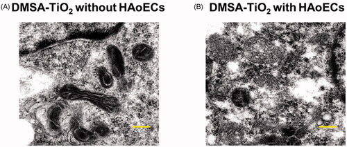 Figure 2. TEM imaging analysis of HAoECs with 0.02 mg ml−1 of DMSA-TiO2 for 24 h. (A) DMSA-TiO2 without HAoECs. (B) DMSA-TiO2 with HAoECs. Scale bar (×3000).