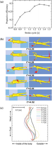 Figure 10. Results of optimisation calculation by using SWUM. (a) Relationship between stroke cycle time (T) and propulsive efficiency; (b) bottom view (left) and side view (right) of swimming motions at maximising propulsive efficiency (T = 1.3 s); and (c) loci of left hand tip for various stroke cycles at maximising swimming velocity while the stroke cycle time (T) varied from 0.8 to 1.3 s (Nakashima et al., Citation2012).