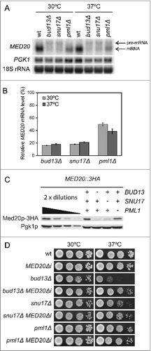 Figure 2. The RES complex promotes splicing of MED20 pre-mRNA. (A) Northern analysis of total RNA isolated from wild-type (UMY2219), bud13Δ (MJY546), snu17Δ (MJY548), and pml1Δ (MJY535) cells grown in YEPD medium at 30°C or 37°C. The blot was probed for MED20 and PGK1 transcripts using randomly labeled DNA fragments. 18S rRNA was detected using an oligonucleotide probe. (B) Levels of spliced MED20 mRNA in RES mutants. The MED20 mRNA signal was normalized to the corresponding 18S rRNA signal and the value for each strain expressed relative to that for the wild-type at the same temperature, which was set to 100%. The MED20 mRNA levels represent the average from the experiment shown in Fig. 2A and 2 additional independent experiments. The standard deviation is indicated. (C) Western analysis of the indicated strains (MJY775, MJY779, MJY800, and MJY802) grown in YEPD medium at 30°C. Monoclonal antibodies against HA or Pgk1p were used to detect the indicated proteins. Control experiments showed that the sequence for the 3HA-tag did not influence the MED20 pre-mRNA splicing efficiency in either wild-type or RES-deficient cells (data not shown). (D) Effects of the MED20Δi allele on growth of bud13Δ, snu17Δ, and pml1Δ cells. The wild-type (UMY2219), MED20Δi (MJY736), bud13Δ (MJY546), bud13Δ MED20Δi (MJY738), snu17Δ (MJY548), snu17Δ MED20Δi (MJY809), pml1Δ (MJY535), and pml1Δ MED20Δi (MJY808) strains were grown over-night in YEPD medium, serially diluted, spotted on YEPD plates, and incubated at 30°C or 37°C for 2 d.