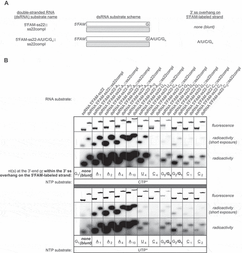 Figure 4. Blunt and 3ʹ ss overhang-containing double-stranded RNA substrates can be 3ʹ-labelled by CutA-mediated tailing. (A) Schematic representation of the utilized dsRNA substrates, generated by hybridization of 5ʹFAM-ss22-Xn oligonucleotides with a complementary ss22compl strand. Composition of the 3ʹ ss overhang on the 5ʹFAM-labelled strand of the duplex is provided on the right. (B) 5ʹFAM-labelled ssRNA oligonucleotides and respective dsRNA substrates depicted in (A), with 3ʹ-ends/3ʹ ss overhangs containing different number of various nucleotides (as indicated below of each gel) were incubated with equal amounts of CutA WT and with a trace of radioactive [α-32P]CTP (*CTP; top) or [α-32P]UTP (*UTP; bottom), as indicated at the bottom of the gels. Both fluorescent and radioactive labels were detected following electrophoresis in the native polyacrylamide gel, as indicated on the right