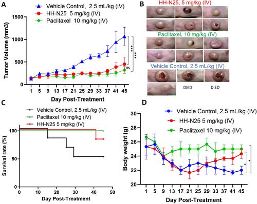 Figure 5 In vivo anti-breast cancer activity of HH-N25 in Balb/c mice. (A) Average tumor volume versus time curve shows that treatments with HH-N25 and paclitaxel significantly (p<0.001) inhibited tumor growth and the tumor burden. (B) Graphical representation of the tumor burden and ameliorative effects on HH-N25 on the tumor size. (C) Survival curve of mice treated with HH-N25. (D) Graph of body weight changes of mice; HH-N25 produced improvements in body weight gain in animals over the treatment course, suggesting no apparent systemic toxicity. *p<0.05, ***p<0.001.