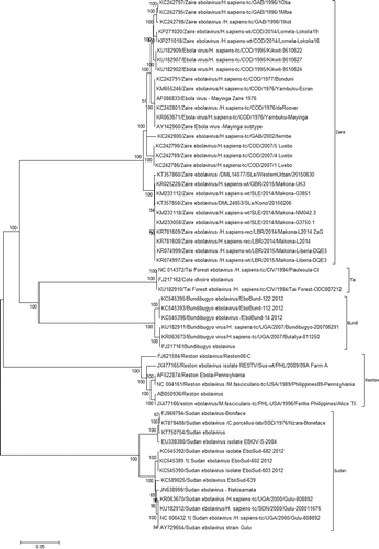 Figure 2. Evolutionary relationships of Ebola virus complete genomes. The evolutionary history was inferred using the Neighbor-Joining method (Saitou & Nei Citation1987). The optimal tree with the sum of branch length = 1.06917633 is shown. The percentage of replicate trees in which the associated taxa clustered together in the bootstrap test (1000 replicates) is shown next to the branches (Felsenstein Citation1985). The tree is drawn to scale, with branch lengths in the same units as those of the evolutionary distances used to infer the phylogenetic tree. The evolutionary distances were computed using the p-distance method (Nei & Kumar Citation2000) and are in the units of the number of base differences per site. The analysis involved 56 nucleotide sequences. Codon positions included were 1st + 2nd + 3rd + Noncoding. All positions containing gaps and missing data were eliminated. There was a total of 17,999 positions in the final data-set. Evolutionary analyses were conducted in MEGA6 (Tamura et al. Citation2013).