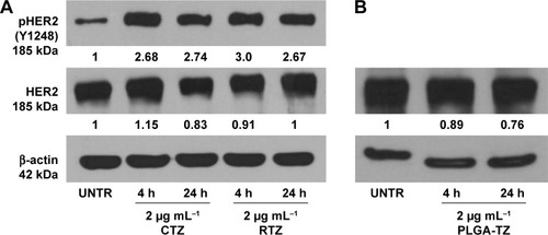 Figure 3 HER2 phosphorylation.Notes: (A) Analysis of pHER2 (Y1248) and HER2 expression on SKBR3 cells after treatment with control CTZ and RTZ at 2 µg mL−1 for 4 and 24 h; (B) Analysis of HER2 expression on SKBR3 cells after treatment with PLGA-TZ at 2 µg mL−1 for 4 and 24 h. Values were calculated as ratio between pHER2/HER2 and HER2/b-actin and normalized with untreated cells (UNTR).Abbreviations: HER2, human epidermal growth factor receptor 2; CTZ, control trastuzumab; RTZ, released trastuzumab; PLGA-TZ, trastuzumab-loaded poly(lactic-co-glycolic) acid nanoparticles; UNTR, cells without treatment.