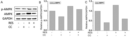 Figure 6. AMPK expression in BMSCs after 48 h treatment with 15 µg/mL resveratrol and/or compound C (CC). (A) Western blot image of AMPK protein expression after treatment with resveratrol and/or CC. (B) and (C) were quantitative analysis of western blot results.