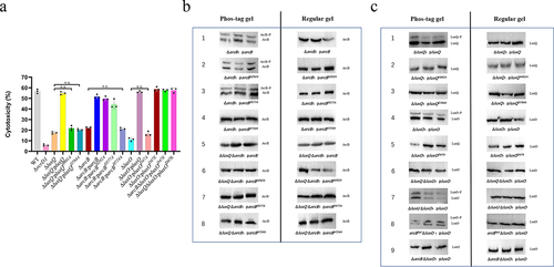 Figure 2. Phosphorylation is essential for the LuxQ-ArcB-LuxO pathway to regulate V. parahaemolyticus cytotoxicity. (a) HeLa cells were infected with different strains from V. parahaemolyticus. The pBBR1MCS–1 plasmid was used for all complemented strains. All strains were incubated under aerobic conditions before infection. At the indicated time points, the culture supernatants were measured for the release of LDH, followed by the calculation of cytotoxicity as a percentage of total cellular lysis. The data are the means ± SD from a representative experiment repeated in triplicate. Statistical significance was calculated using one-way ANOVA analysis. n.s. indicate not statistically significant for complementation strains compared to mutant strains. (b, c) in vivo phosphorylation assays. The pMMB207 plasmid was used for the construction of all western blot analysis strains, and a Flag tag was added at the C-terminus. All V. parahaemolyticus strains were incubated under aerobic conditions. Western blot analysis of V. parahaemolyticus cell lysates using Phos-tag™ to detection phosphorylation (left panels; LuxQ~P, ArcB~P and LuxO~P) and using conventional SDS-PAGE (right panels). The data are representative of three independent experiments.