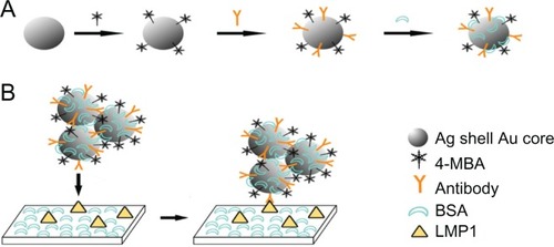 Figure 1 Preparation processes of the latent membrane protein 1 surface-enhanced Raman scattering probe-based immunoassay. (A) Schematic illustration of the preparation processes of 4-mercaptobenzoic acid-labeled Au/Ag core-shell nanoparticles; (B) schematic procedure of a direct binding assay.Abbreviations: 4-MBA, 4-mercaptobenzoic acid; BSA, bovine serum albumin; LMP1, latent membrane protein 1.