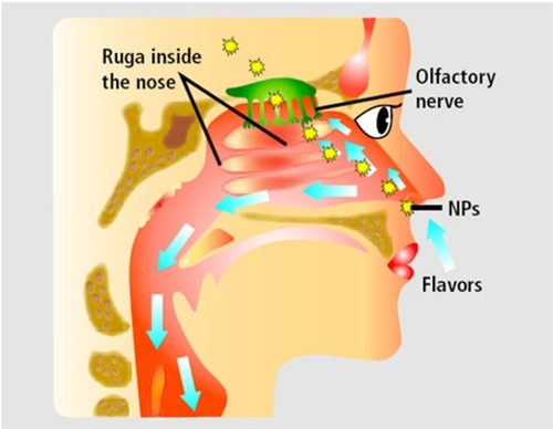 Figure 2 The passage of nanoparticles (NPs) from the nose to the cerebral system via the cibriform plate, which separates the nasal sinus from the brain and protects the nasal nerves and nervous receptors.