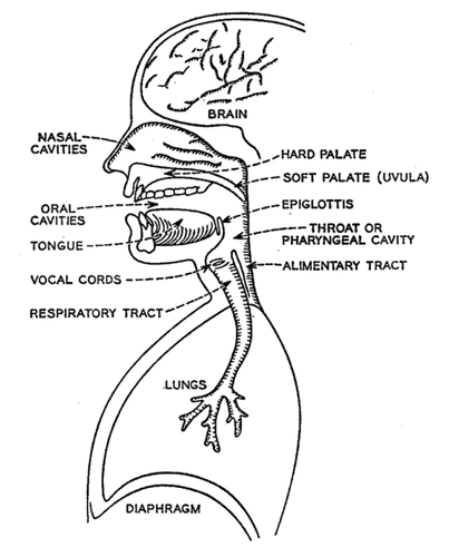 Figure 6 Diagrammatic representation of the major structures contributing to the peripheral speech mechanism. Structures of the upper and lower respiratory tracts are functionally interfaced and programmed by the CNS to produce voice and speech.