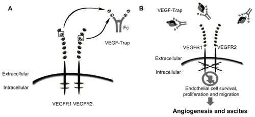 Figure 2 Schematic of VEGF-trap mode of action. VEGF-trap is a fusion protein that prevents VEGF-receptor binding. (A) VEGF-trap, or aflibercept, incorporates the second binding domain of the VEGFR-1 receptor and the third domain of the VEGFR-2 receptor. (B) This chimeric protein has a high VEGF binding affinity, preventing VEGF-receptor interaction and downstream signaling.