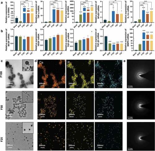 Figure 5. The effect of F-mBCM on modulating immune response of Raw 264.7 in vitro. Relative mRNA expression of (a) inflammation-related genes (IL-1β, TNF-α, IL-6, NFκB1, and IL-1rn). (b) Osteoclast genesis-related genes (MCSF), angiogenic factor (VEGF), osteogenesis- and fibrosis-related genes (TGF-β1 and TGF-β3), and collagenase (MMP9). (c) TEM, (d EDS mapping, and (e) SAED showing the presence of F-ACP nanoparticles in the extracts of F-mBCM. * Significant differences compared with the blank group. *, P < 0.05, **, P < 0.01, ***, P < 0.001, ****, P < 0.0001, data without * were not significantly different (NS). Error bars represented mean ± SD.