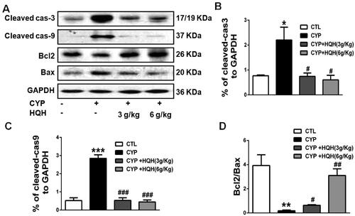 Figure 4. Effect of HQH on the apoptosis-related protein levels in the kidneys of CYP-treated rats. Western blot was used to test the protein expressions. (A) Representative images of cleaved-caspase3, cleaved-caspase9, Bcl2 and Bax were shown. (B) The levels of cleaved-caspase3. (C) The levels of cleaved-caspase9. (D) The ratio of Bcl2/Bax. Data are shown as mean ± SD, n = 4. *p < 0.05 and ***p < 0.001 versus the Control group. #p < 0.05, ##p < 0.01 and ###p < 0.001 versus the CYP group.