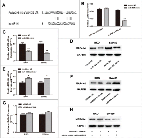 Figure 5. MAP4K4 is a direct target of miR-194. (A) Predicted binding site of miR-194 to the 3’UTR of human MAP4K4 by TargetScan. (B) Dual-luciferase reporter assay with cotransfection of wild-type or mutant 3’UTR vector (100 ng) and miR-194 mimics or mimic NC (50 nM) in SW480 cells. Firefly luciferase activity of each sample was normalized against Renilla luciferase activity. The effects of upregulation of miR-194 on MAP4K4 expression at mRNA level (C) and protein level (D). The effects of inhibition of miR-194 on MAP4K4 expression at mRNA level (E) and protein level (F). (G) Relative miR-194 expression after treated with siRNA-MAP4K4. (H) The expression of MAP4K4 protein after co-transfected with miR-194 inhibitor and siRNA-MAP4K4. All data from 3 separate experiments are presented as mean ± SD. *P<0.01.