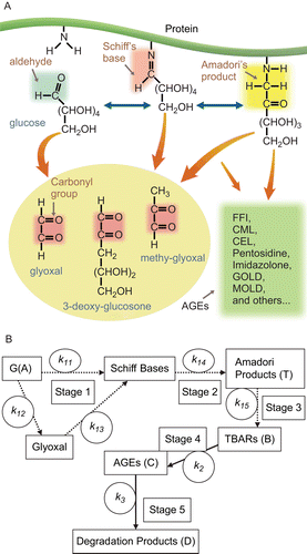 Figure 2.  The diagrammatic (2A) and descriptive (2B) models of glycative reactions. The diagrammatic model shows the possible pathways in the formation of advanced glycation end products (2A). The descriptive model presents the reaction steps and parameters concerned in glycation (2B).
