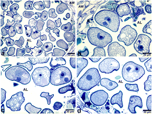 Figure 1. Transverse sections of different anther locules of Pancratium maritimum showing microspores and immature bicellular pollen grains (stained with toluidine blue). (a) General appearance of microspores found in the anther locule. Note the different sizes and morphology of the microspores. (b–d) Pollen grains in anther locules having generative nuclei in different morphologies. AL, anther locule; AW, anther wall