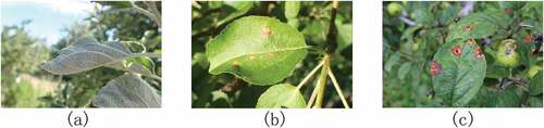 Figure 1. Apple leaf diseases considered in this study: (a) powdery mildew, (b) Alternaria, and (c) rust disease.