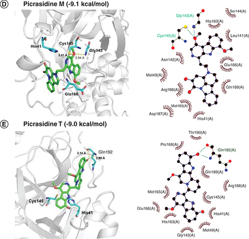 Figure 2. Docked comformations of six selected compounds with SARS-CoV-2 Mpro.Docked comformations of (A) Japonicone G, (B) Kumujansine, (C) Quassidine G, (D) Picrasidine M and (E) Picrasidine T within the active site of SARS-CoV-2 Mpro along with their corresponding 2D interaction plots.