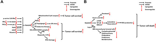 Figure 4 Molecular mechanisms of Notch4 signaling in cancer radio/chemoresistance. (A) Breast carcinoma. (B) Other types of cancer.