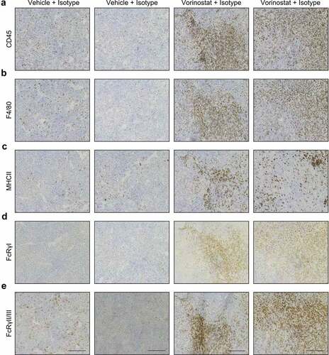 Figure 3. Immunohistochemical detection of CD45.2, F4/80, MHCII, FcRγI and FcRγII/III positive cells in neuroblastoma tumor sections. Mice bearing intra-adrenal 9464D tumors were treated with isotype, anti-GD2 mAb or Vorinostat according to schedule of Figure 1a. At day 37 tumors were excised and available tumors were snap frozen. Immunohistochemistry staining for CD45.2 (a), F4/80 (b), MHCII (c), FcRγI (d) and FcRγII/III (e) in two representative isotype control and Vorinostat treated mice.