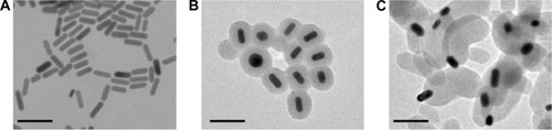 Figure 1 Characterization of three rod-like gold-mesoporous silica nanoparticles.Notes: TEM images showing bare AuNPs (A), core–shell Au@mSiO2NPs (B), and Janus Au@mSiO2NPs (C). The scale bar represents 200 nm.Abbreviations: AuNPs, gold nanoparticles; TEM, transmission electron microscopy.