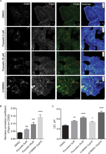 Figure 4. Increased endolysosomal cholesterol storage and dysregulated acidification upon fluoxetine treatment. Vero E6 cells were treated for 16 h with either the solvent DMSO, fluoxetine, or U18666A at the indicated concentrations. (A) Representative 2D maximum intensity projections of entire z-stacks obtained by confocal imaging. LELs were identified via immunodetection of the LEL marker protein CD63 and unesterified cholesterol was visualized using filipin. Representative pseudocoloured digital images are shown. To generate the heat maps, filipin-positive pixels were colour-encoded according to their intensity values. Scale bar, 20 µm. (B) For each cell, the colocalization of filipin with CD63 quantitated across the entire z-stack was calculated as Manders’ coefficient. Bar graphs represent means ± SEM of 3 individual cells per condition from three independent experiments. (C) Endolysosomal pH values in Calu-3 cells were measured by ratio imaging. Bar graphs present mean pH values ± SEM of 56 cells for each condition from three independent experiments. One-way ANOVA followed by Dunnett’s multiple comparison test; ns, not significant, **p ≤ .01, ***p ≤ .001, ****p ≤ .0001.