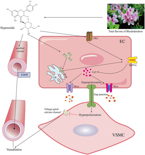 Figure 11. Schematic diagram of the protective mechanism of hypericin on ischaemic brain injury. Hyperin treatment can increase the expression of IP3/PKC, thereby promoting the opening of the TRPV4 channel in endothelial cells, which stimulates endothelium-dependent vasodilation and ameliorates ischaemic brain injury by evoking IKCa/SKCa.