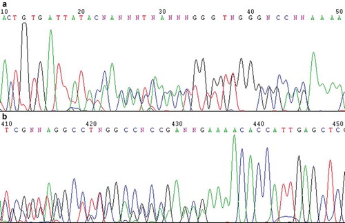 Figure 1. Direct sequencing chromatograms of the PCR product of the rDNA ITS1-5.8S-ITS2 region of Pichia membranifaciens strain CBS 215 using ITS1 (a) and ITS4 ((b), reverse complement of the original file) as the sequencing primers, showing the overlapped peaks.