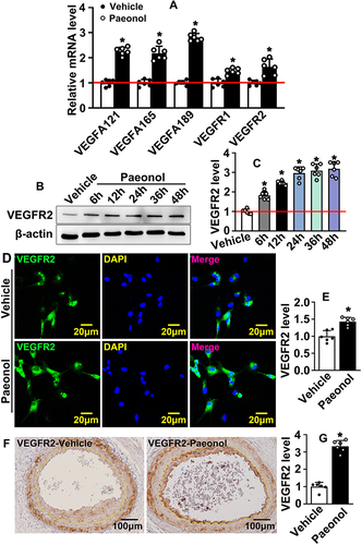 Figure 5 Paeonol actives endothelial cell VEGF signaling pathway after vascular injury. (A) The mRNA levels of VEGF signaling pathway-related genes in HUVECs after Paeonol treatment (n=6). (B) The protein level of VEGFR2 protein in HUVEC-Cs treated with Paeonol for different time points. (C) The quantification relative protein of VEGFR2 (n=6). (D) IF staining against VEGFR2 antibody performed to evaluate VEGFR2 expression in HUVEC after Paeonol treatment (Scale bar: 20 μm). (E) The quantification of the relative fluorescence intensity of VEGFR2 after Paeonol treatment (n=6). (F) IHC staining against VEGFR2 antibody performed to detect VEGFR2 expression on slides after Paeonol treatment for 7 days (Scale bar: 100 μm). (G) Integrated optical intensity analyzed (n=6). Quantitative data presented as mean ± SEM, *P < 0.05 was considered significant.