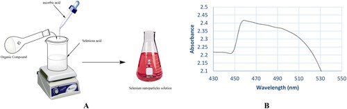 Figure 5. (A) Formation of NPs and (B) the UV–vis absorption spectrum of SeNPs.