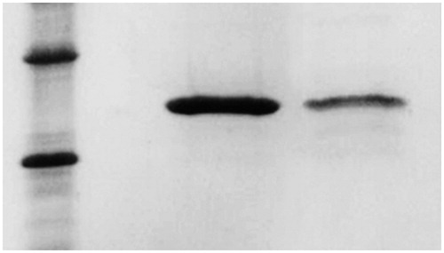 Figure 3. Electrophoretic analysis of TEM-1 beta-lactamase on denaturing gels. Protein standard (25 kDa and 35 kDa) (lane 1), wild-type (lane 2) and W229A (lane 3) beta-lactamases following purification with Ni2+-affinity chromatography.