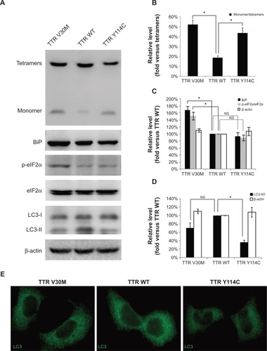 Figure 1 Changes in autophagy and endoplasmic reticulum stress related to wild-type TTR, TTR V30M, and TTR Y114C.