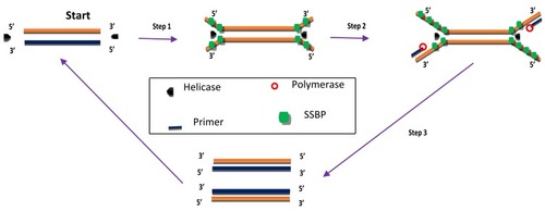 Figure 2 Helicase-dependent amplification. The process begins with strand separation by helicase, primer annealing, extension by polymerase and ends with two copies of the target. Adapted from Vincent M, Xu Y, Kong H. Helicase-dependent isothermal DNA amplification. EMBO Rep. 2004;5(8):795–800. Copyright © 2004 European Molecular Biology Organization.Citation56