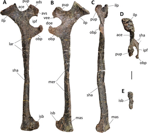 Figure 35. Comptonatus chasei gen. et sp. nov. IWCMS 2014.80. Right ischium in A, lateral, B, medial, C, anterior, D, dorsal and E, ventral views. Abbreviations: ace, acetabular surface; ads, anterodorsal surface of pubic peduncle; avs, anteroventral surface of pubic peduncle, doe, dorsal extension of obturator process; ilp, iliac peduncle; ipf, ischiopubic foramen; isb, ischial boot; lar, lateral ridge; mas, medial articular surface; mer, medial ridge; obp, obturator process; pup, pubic peduncle; sha, shaft; vee, ventral extension of pubic peduncle. Scale bar represents 50 mm.