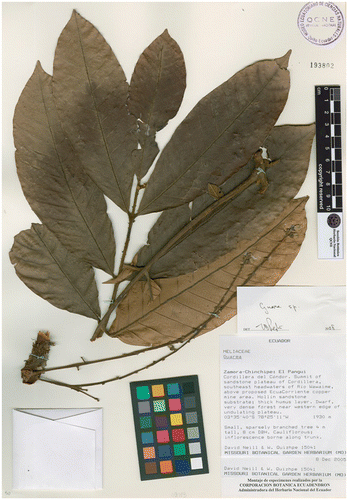 Figura 1. Guarea cauliracemosa. Imagen de la colección tipo de D. Neill y W. Quishpe 15041 (QCNE-193802).