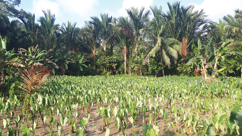 Figure 2. Sago, taro and banana are the most important staple available in the complex sago and taro gardens.