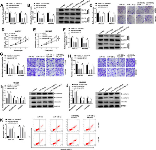 Figure 6 KLF12 could attenuate miR-138-5p-induced GC cell proliferation and metastasis inhibition and cell apoptosis promotion. HGC-27 and MKN45 cells transfected with miR-NC, miR-138-5p, miR-138-5p+pcDNA or miR-138-5p+KLF12. (A and B) QRT-PCR and Western blot assays for the mRNA and protein levels of KLF12 in transfected cells. (C) Colony formation assay for the colony formation ability of transfected GC cells. (D and E) MTT assay for the cell viability of transfected cells. (F) Western blot assay for the protein level of Ki67 in transfected cells. (G and H) Transwell assay for the migration and invasion of transfected cells. (I and J) Western blot assay for the protein levels of E-cadherin, N-cadherin and vimentin in transfected cells. (K) Flow cytometry for the apoptotic rate of transfected cells. *P <0.05.